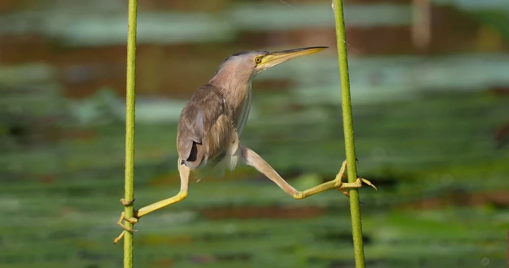 What is Zhong Tai? Front End, Back End, …Middle End?